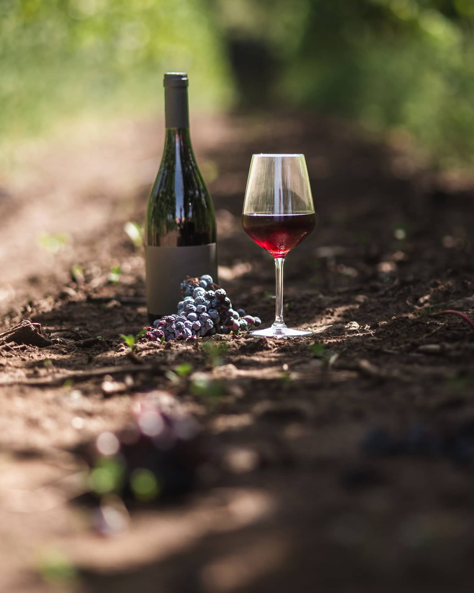 A dark wine bottle resting on soil between rows of vines, aside a glass of berry-coloured wine and a cluster of grapes. 