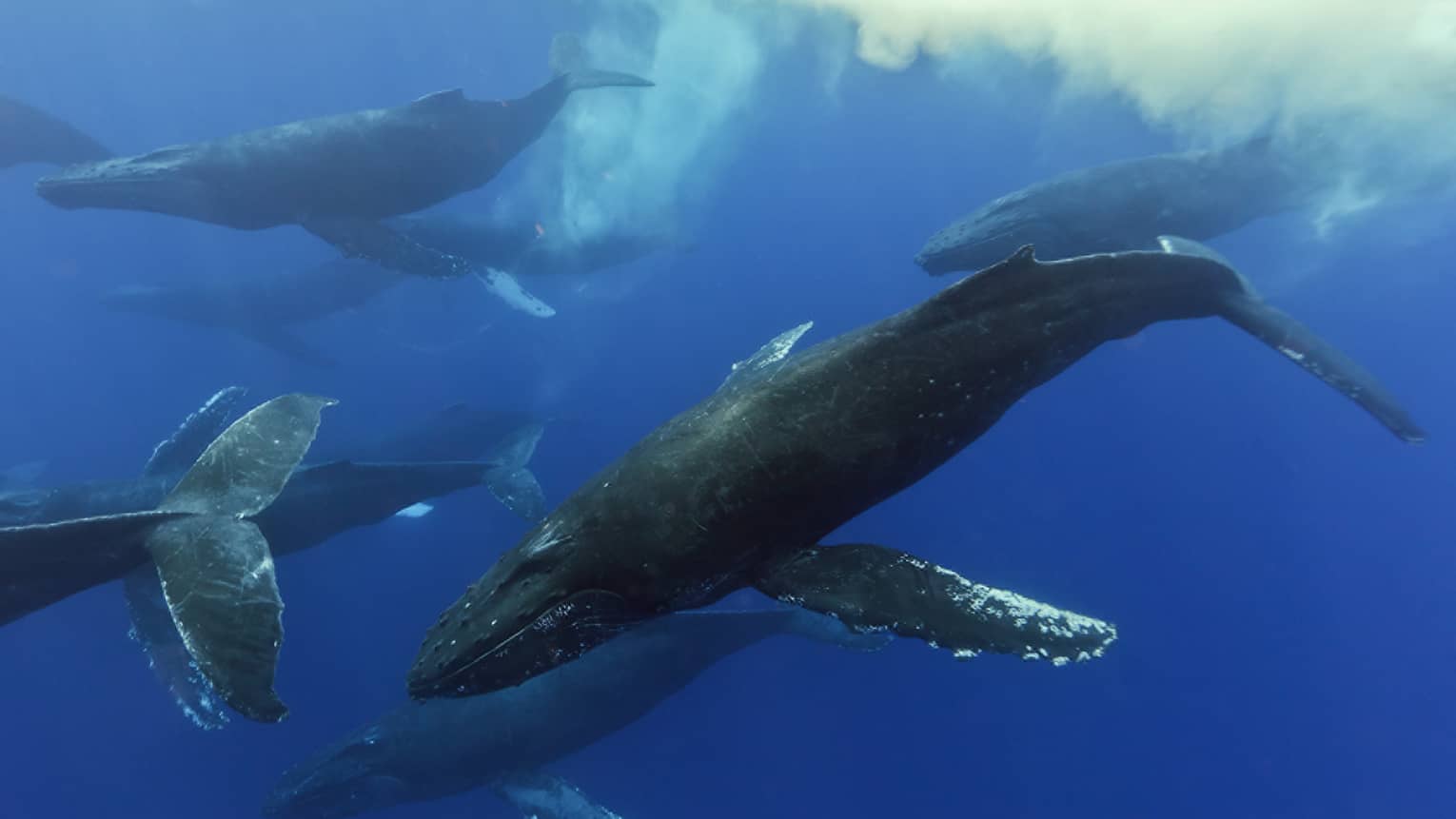 Humpback whales swim together under water