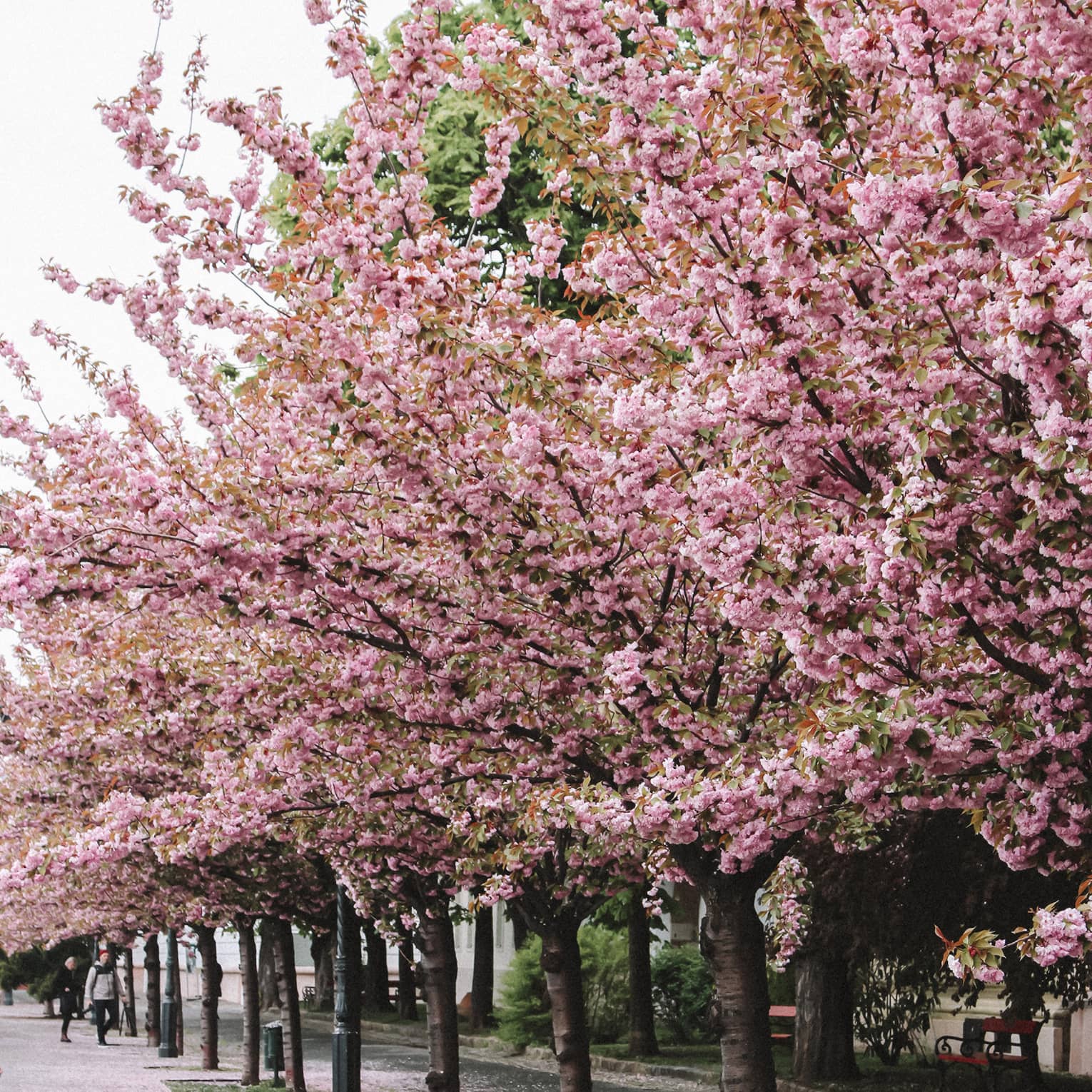 Street lined with cherry trees in full pink bloom