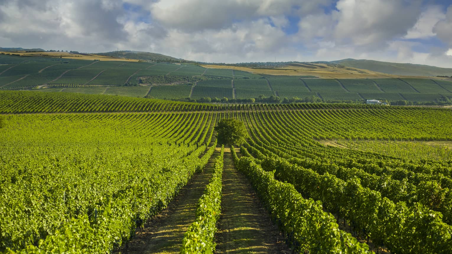 Vineyard under blue sky with white clouds and mountains in backdrop