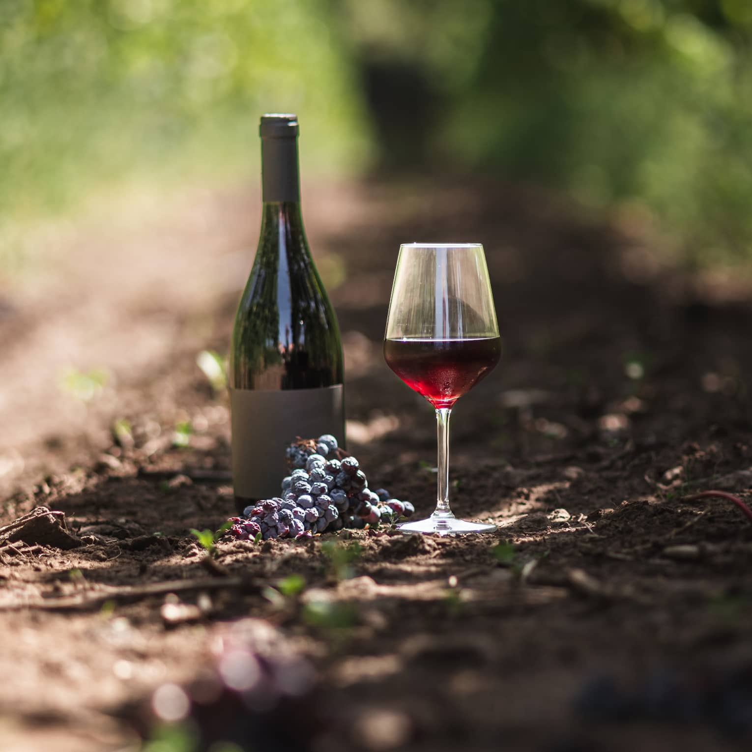A dark wine bottle resting on soil between rows of vines, aside a glass of berry-coloured wine and a cluster of grapes. 