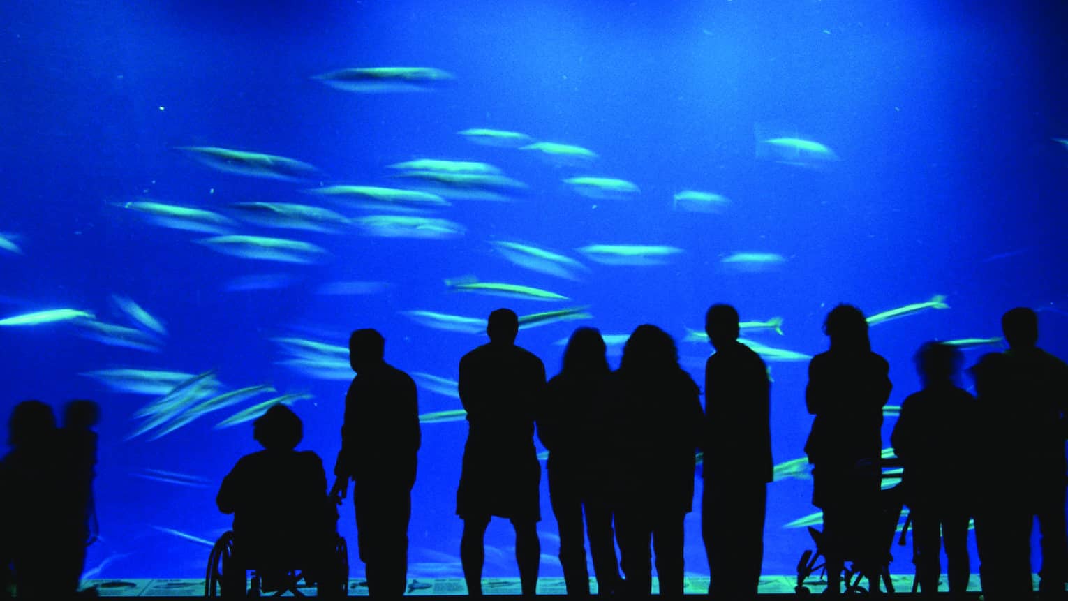 Silhouettes of people along blue Aquarium wall with fish