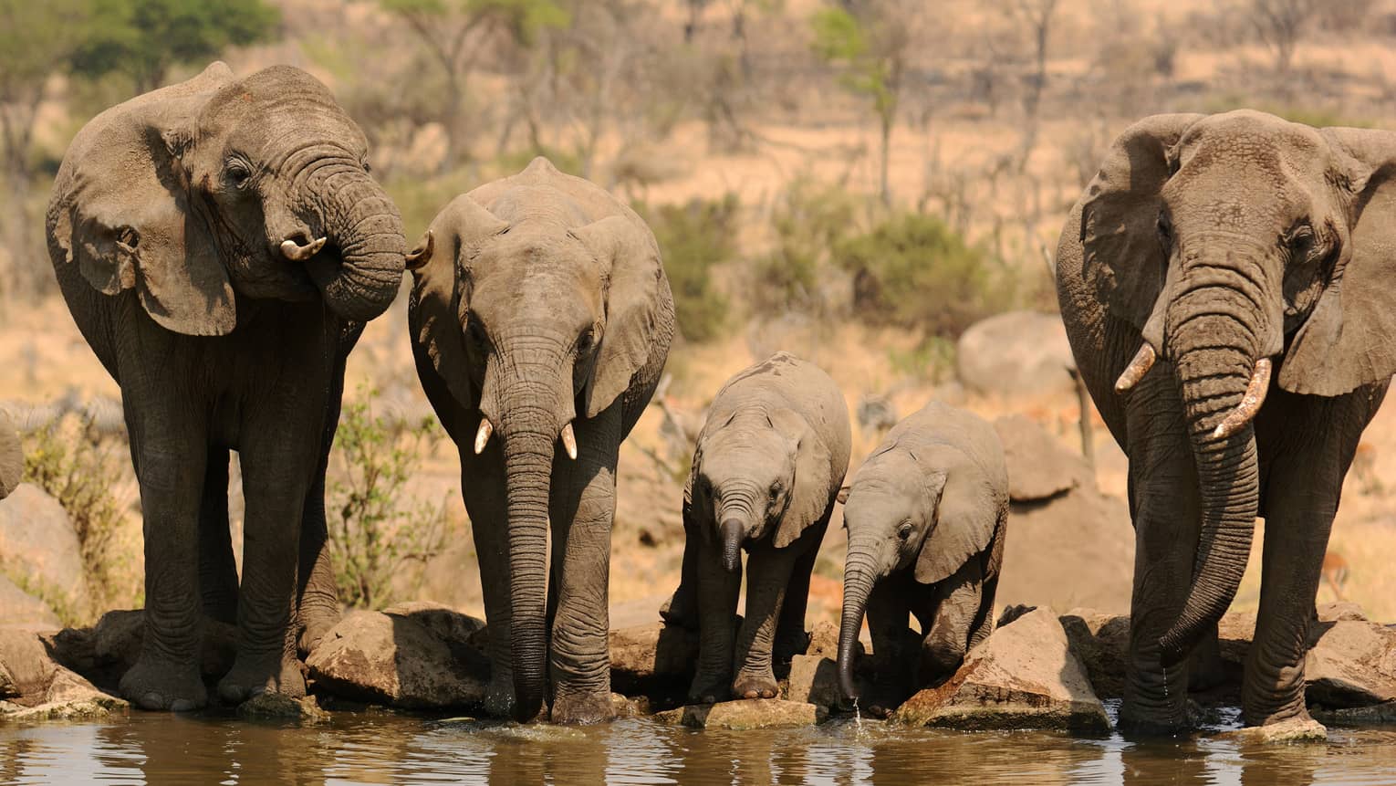 This image depicts a herd of elephants drinking from a watering hole near the Four Seasons Safari Lodge Serengeti, home to many outstanding ESG initiatives.