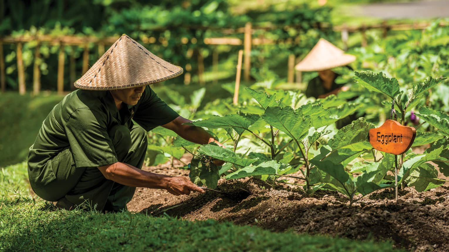 Man in straw farmers hat and casual green uniform kneels over vegetable garden, digs soil under eggplant