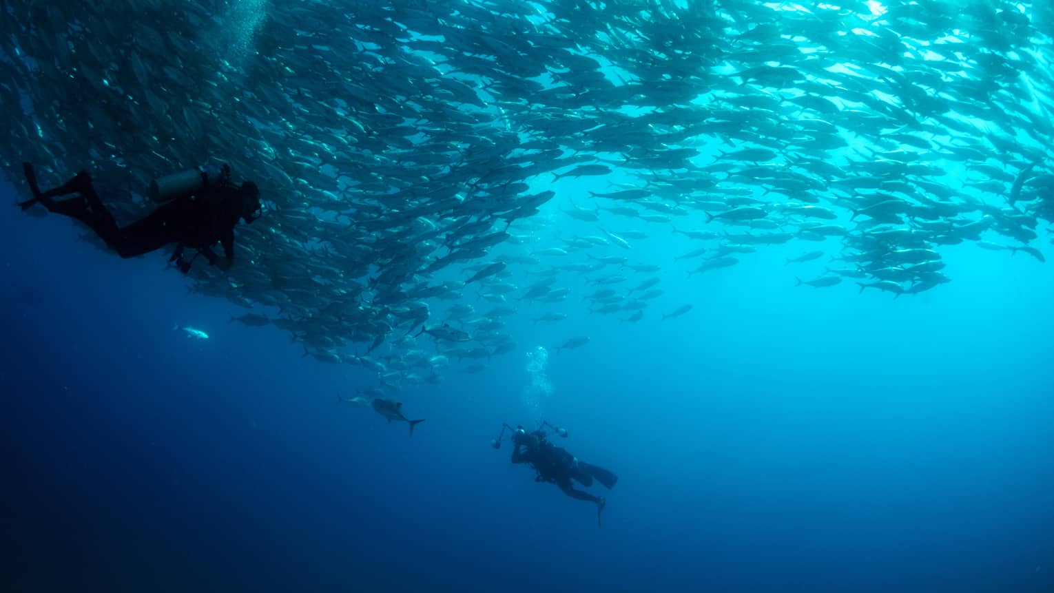 A person scuba diving in the ocean surrounded by hundreds of fish. The diver captures the underwater beauty with a camera.
