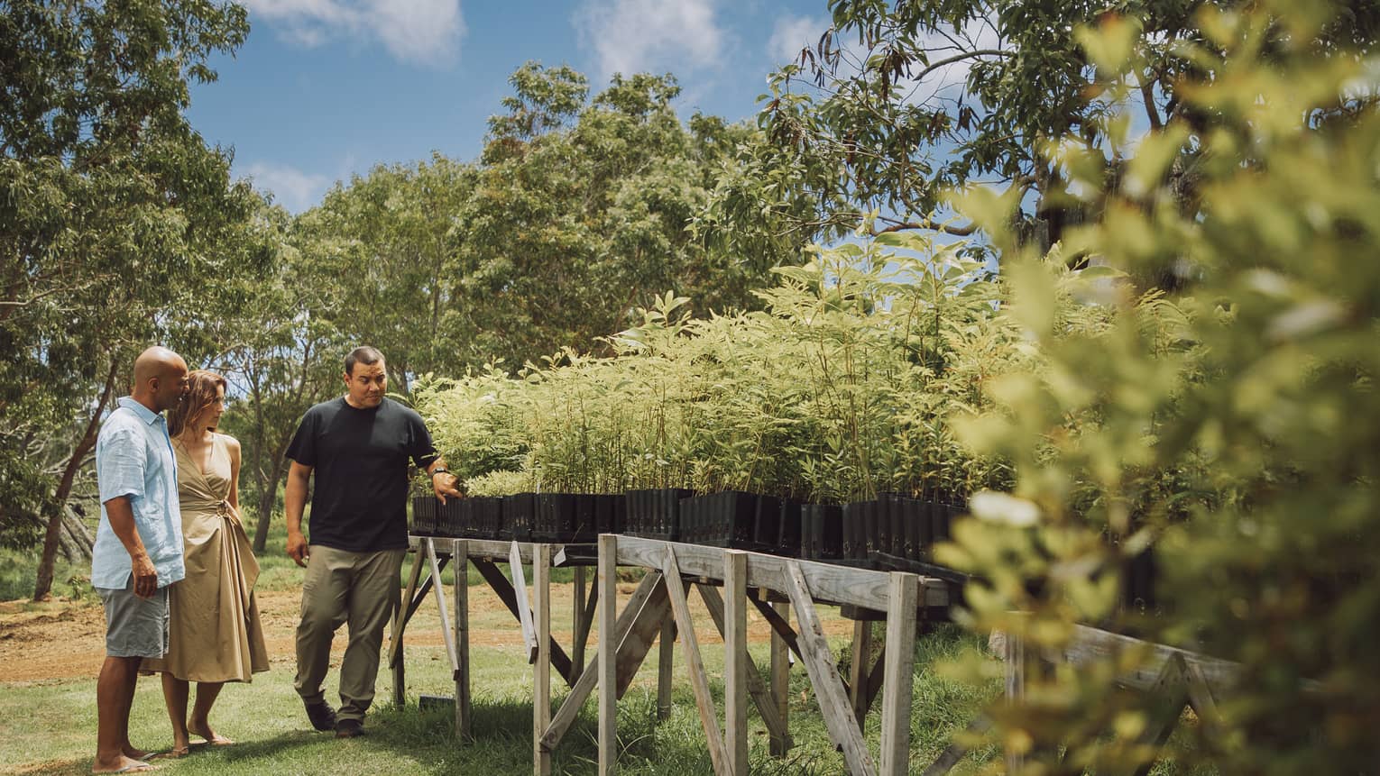 Surrounded by trees beneath a blue sky, a couple and their guide survey sandalwood plants growing in planters on wood tables.