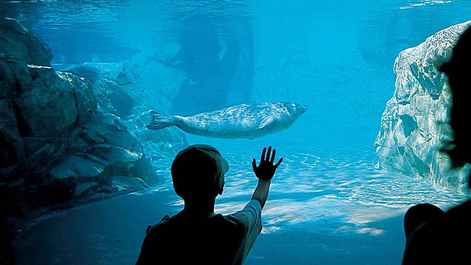 Seal swims underwater in aquarium, silhouette of child with hand against glass