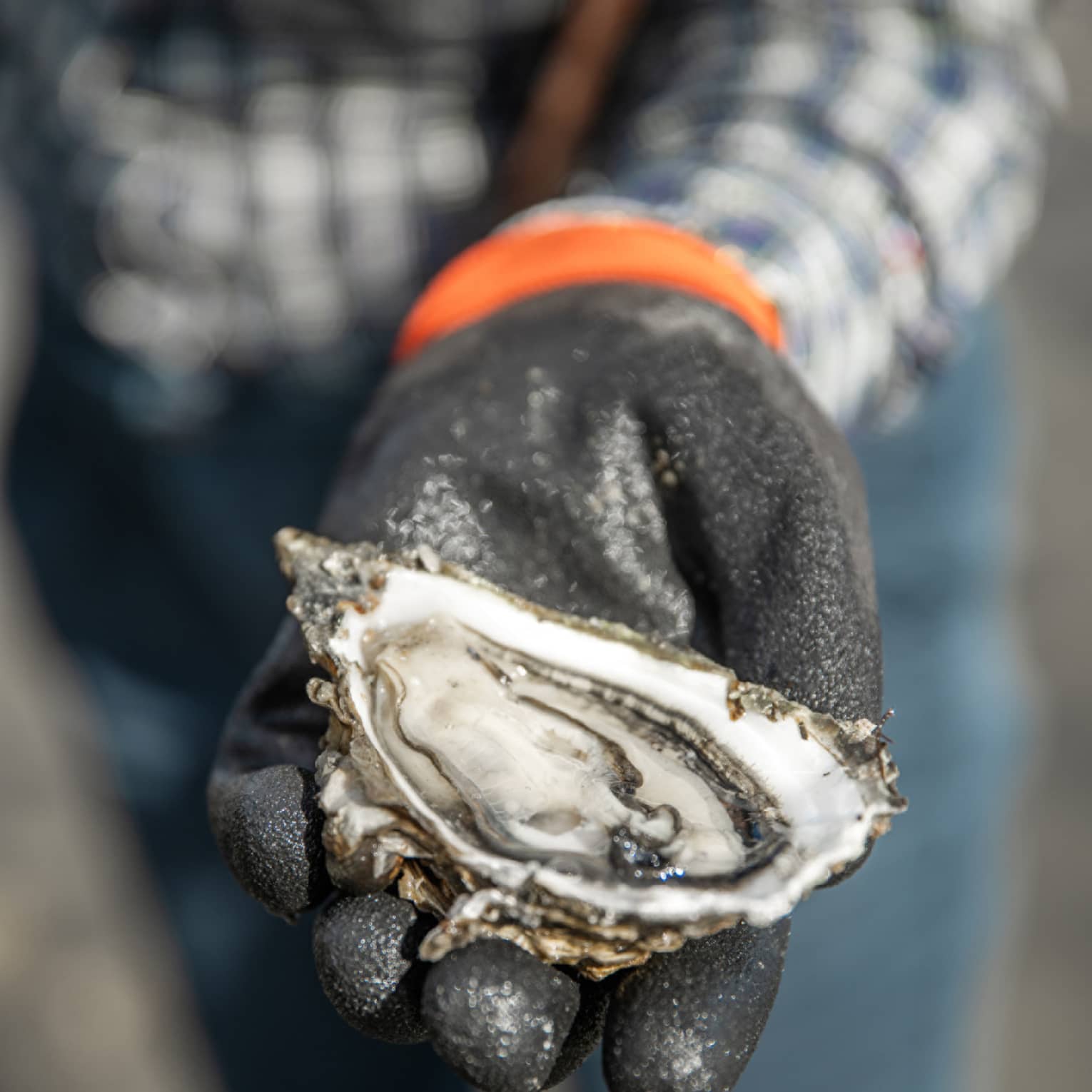 A person holding half of an oyster in their hand