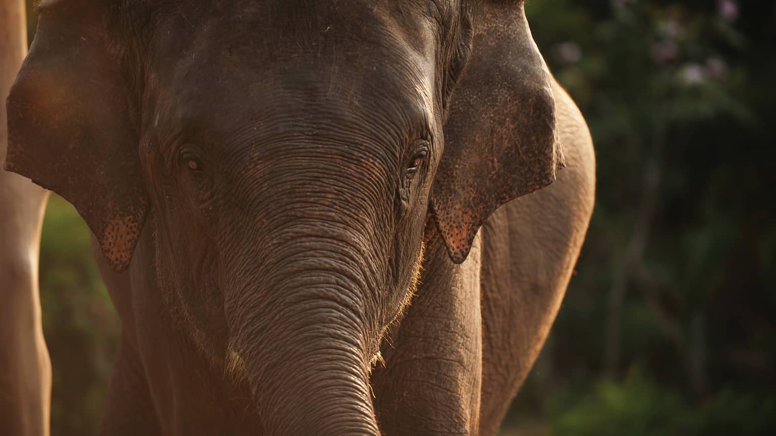 Closeup of elephant at dusk