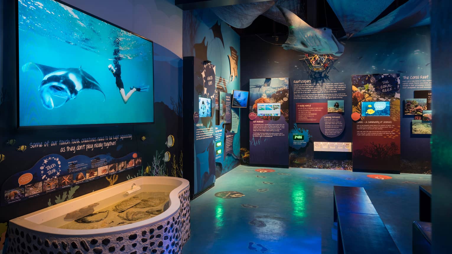 Marine Discovery Centre blue screen with manta ray over display, exhibit