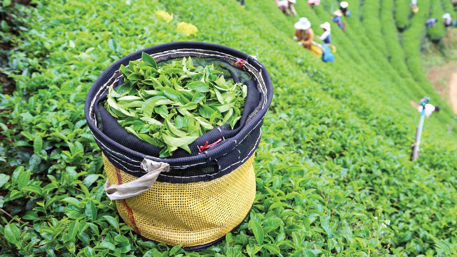 A basket filled with freshly picked tea leaves sits in a lush green tea plantation, with workers picking leaves in the background, creating a vibrant and lively scene.