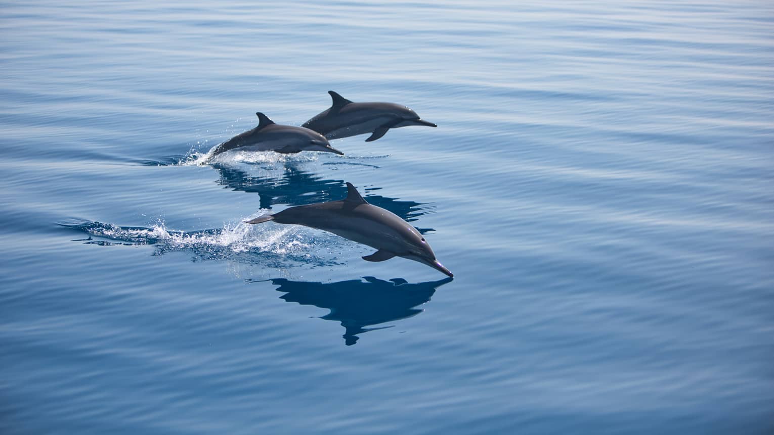 Pod of dolphins