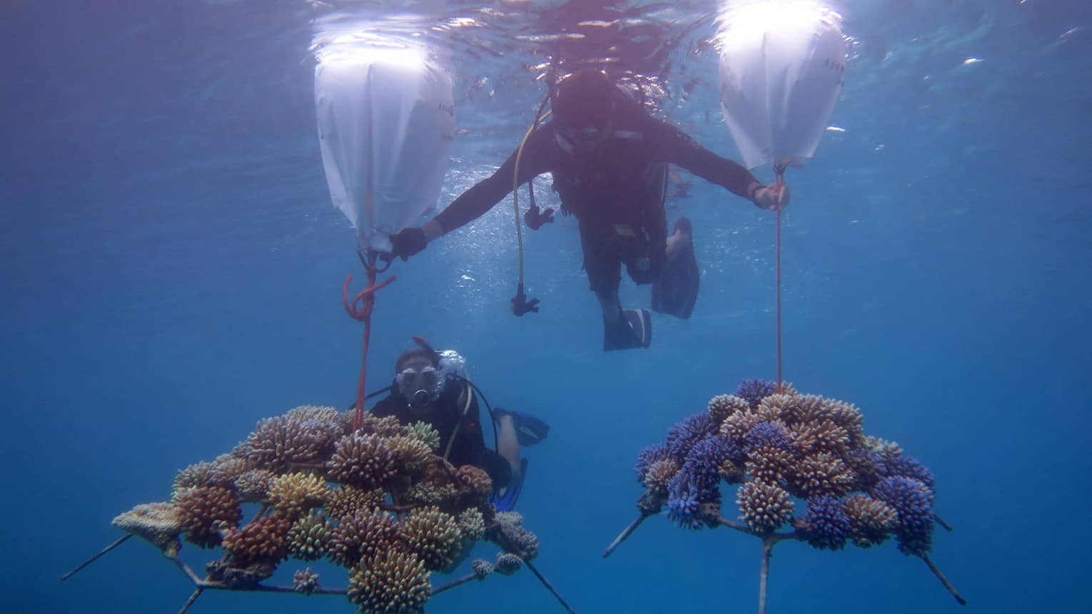 This image depicts two scuba divers in the waters near Four Seasons Resort Maldives at Kuda Huraa, transporting pieces of coral embedded onto coral frames. This image connects to ESG and preserving biodiversity at Four Seasons.