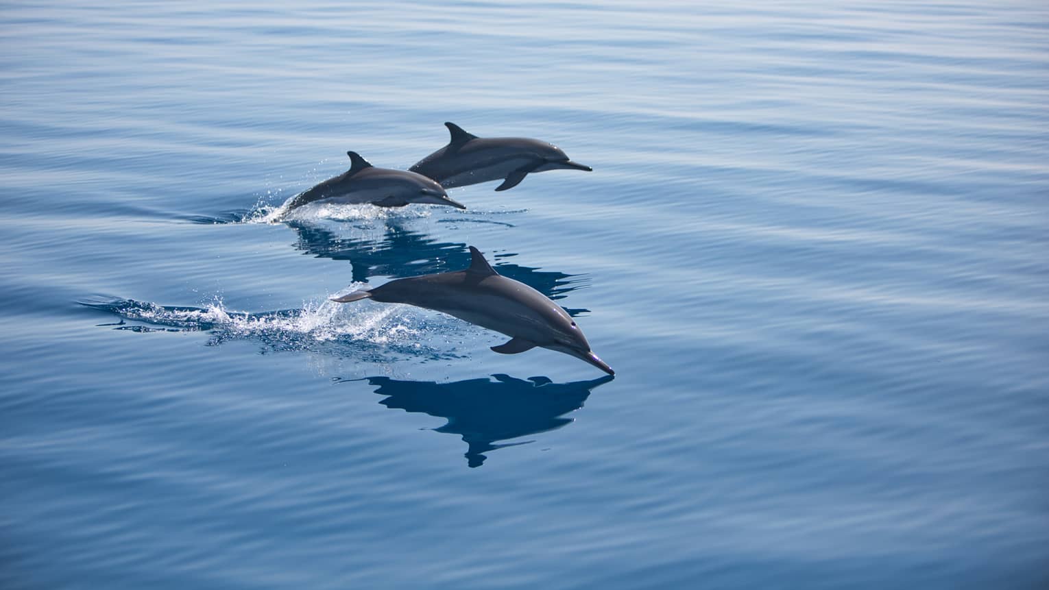 Pod of dolphins