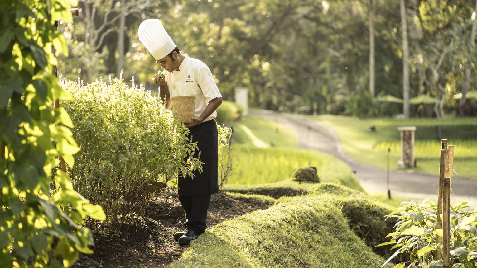 A chef collecting fresh vegetables and herbs from a garden to use in his creations