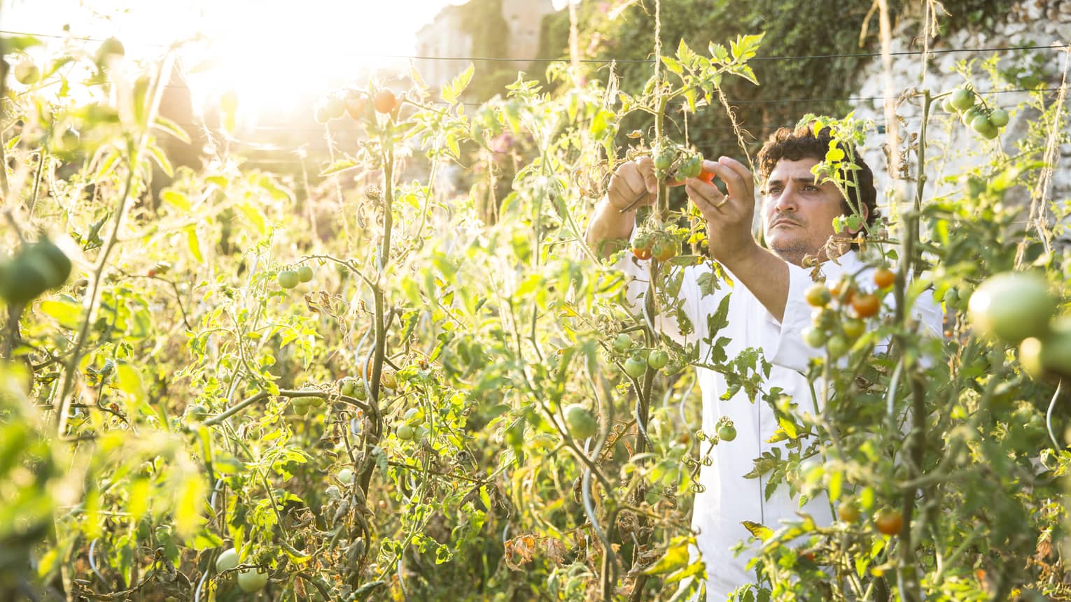 A chef picking tomatoes outside.