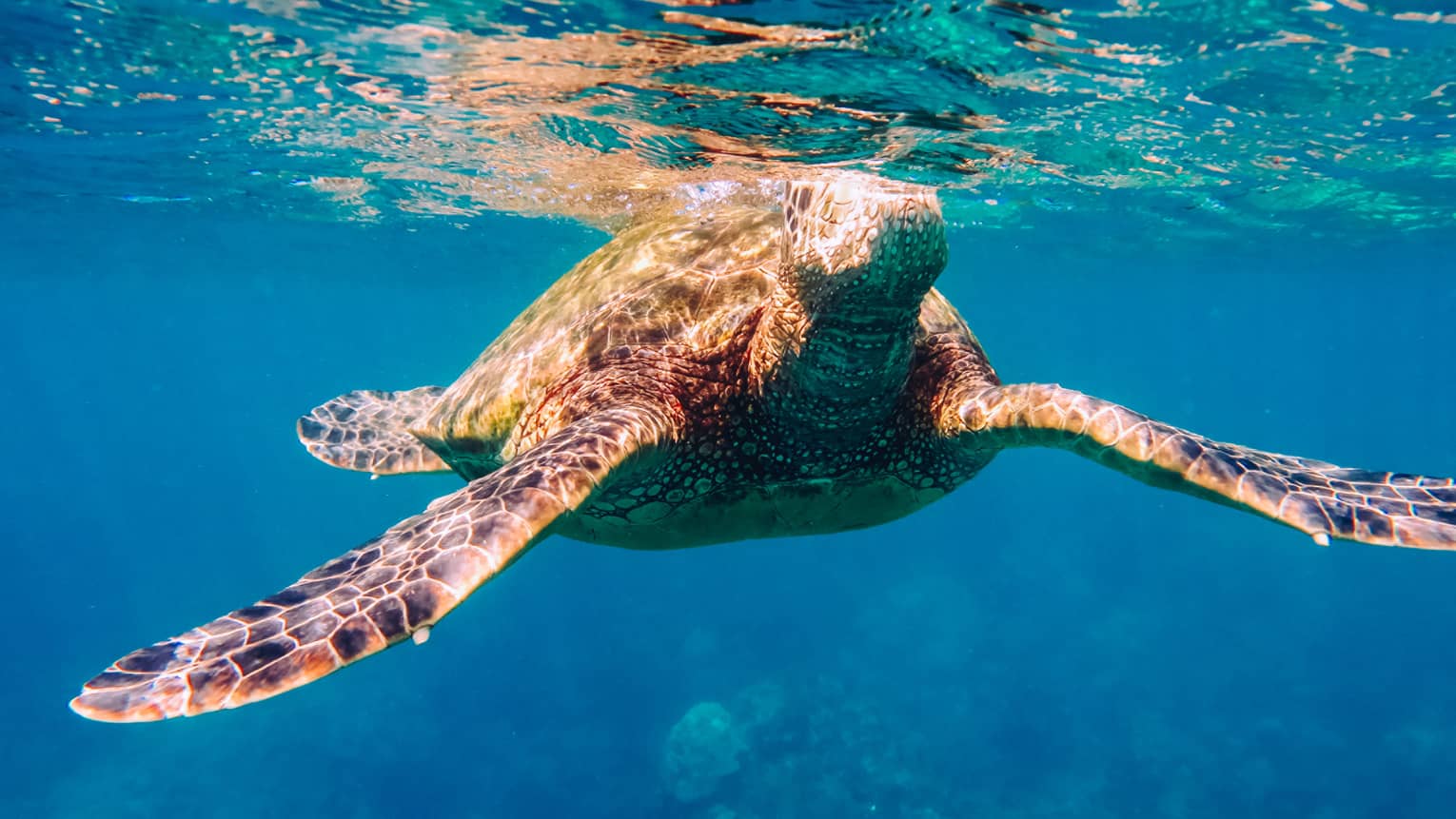 Sea turtle swims underwater