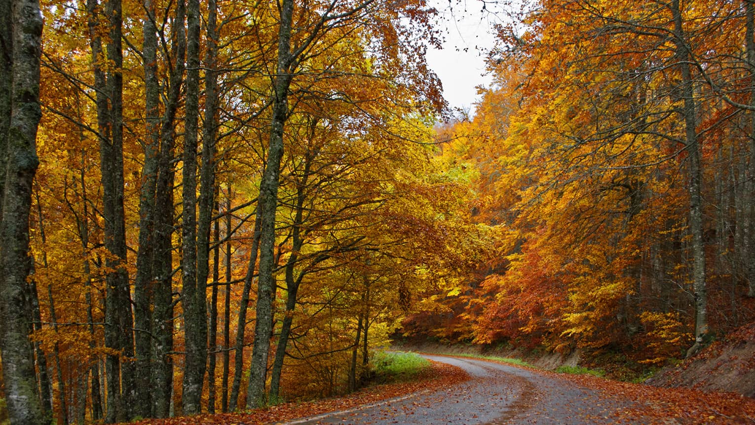 Orange autumn leaves on trees along country road 