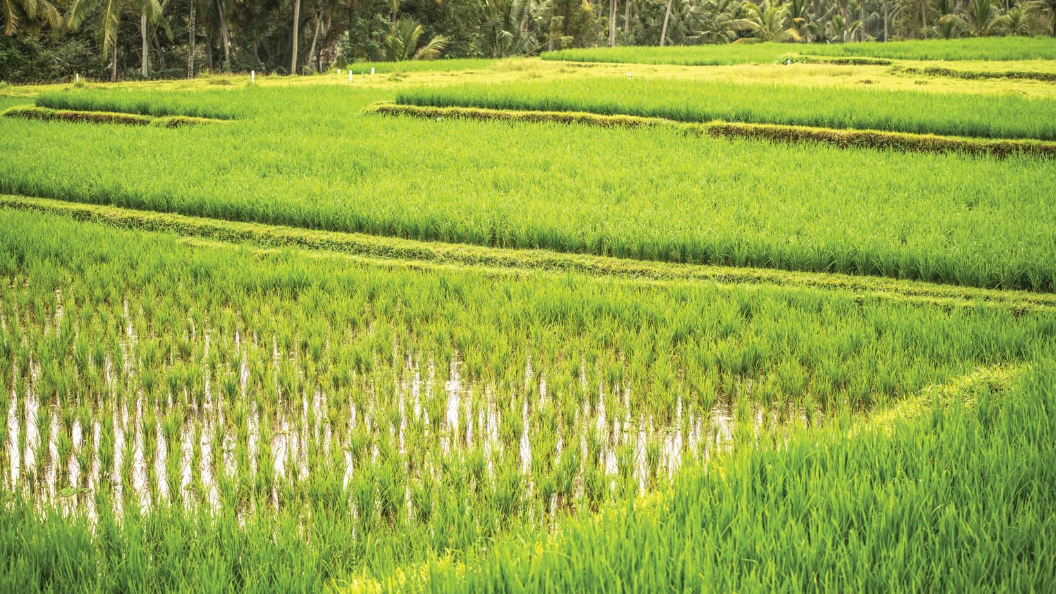 Bright green rice field in Bali, with palm trees at the edge of the field