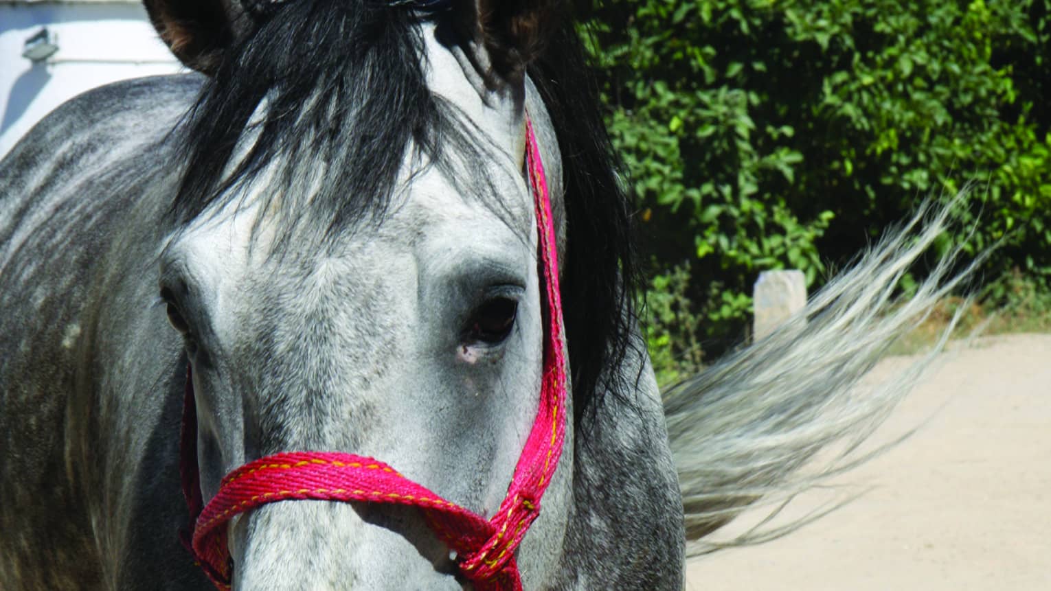 Front view of a light-grey black-maned horse, tail swishing in the breeze, in a bright-red halter attached to a lead rope.