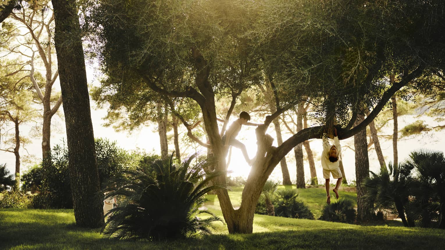 Kids playing in a tree, with sun streaming in lush yard