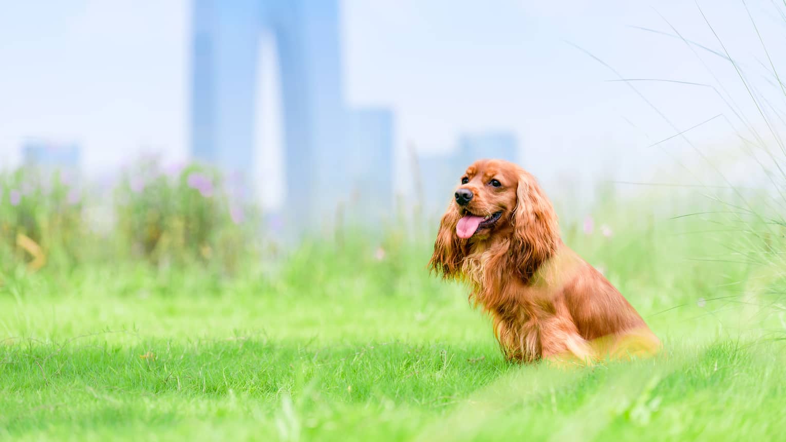 Dog sits on the grass with Suzhou city skyline in the background