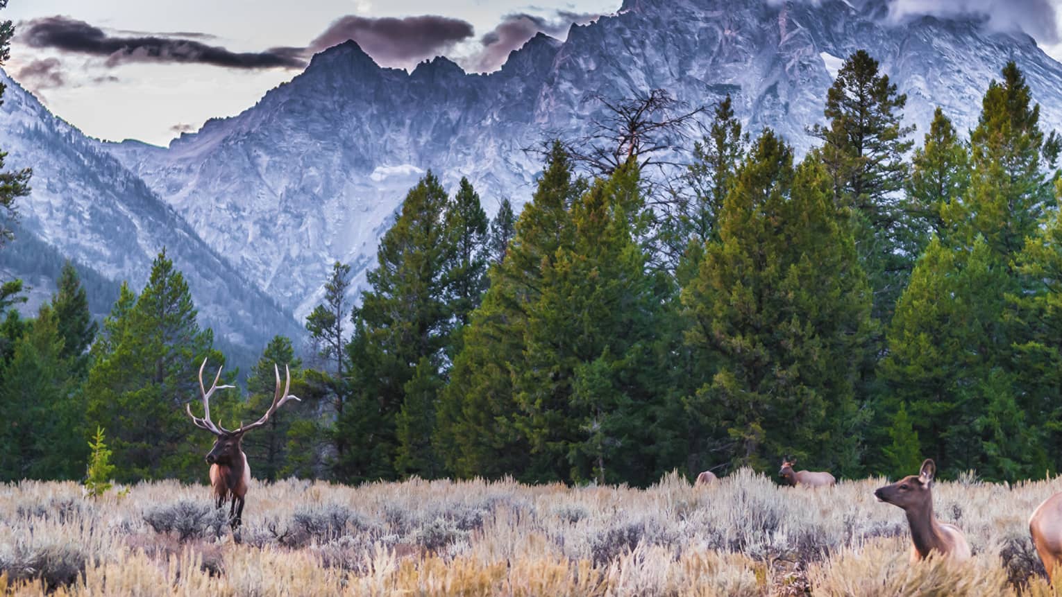 Two elk in meadow under row of pine trees, mountain range