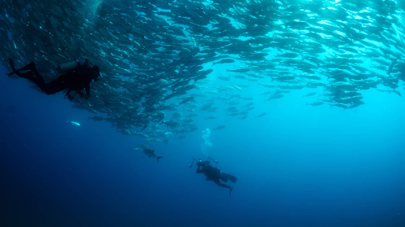 A person scuba diving inn the ocean with hundreds of fish swimming around them.