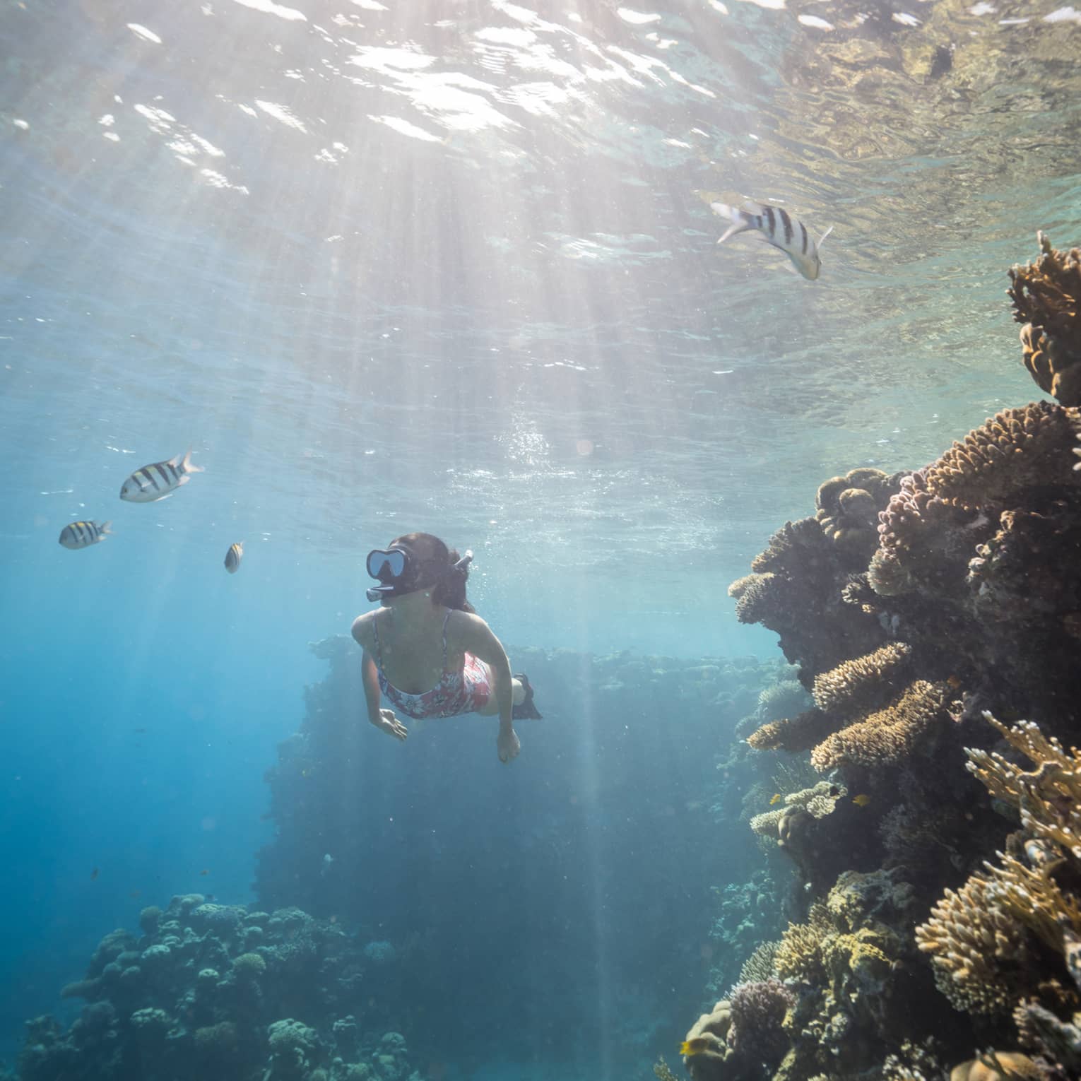 Woman in pink bathing suit snorkels among colourful fish and coral reefs, sunlight streaming through the water's surface