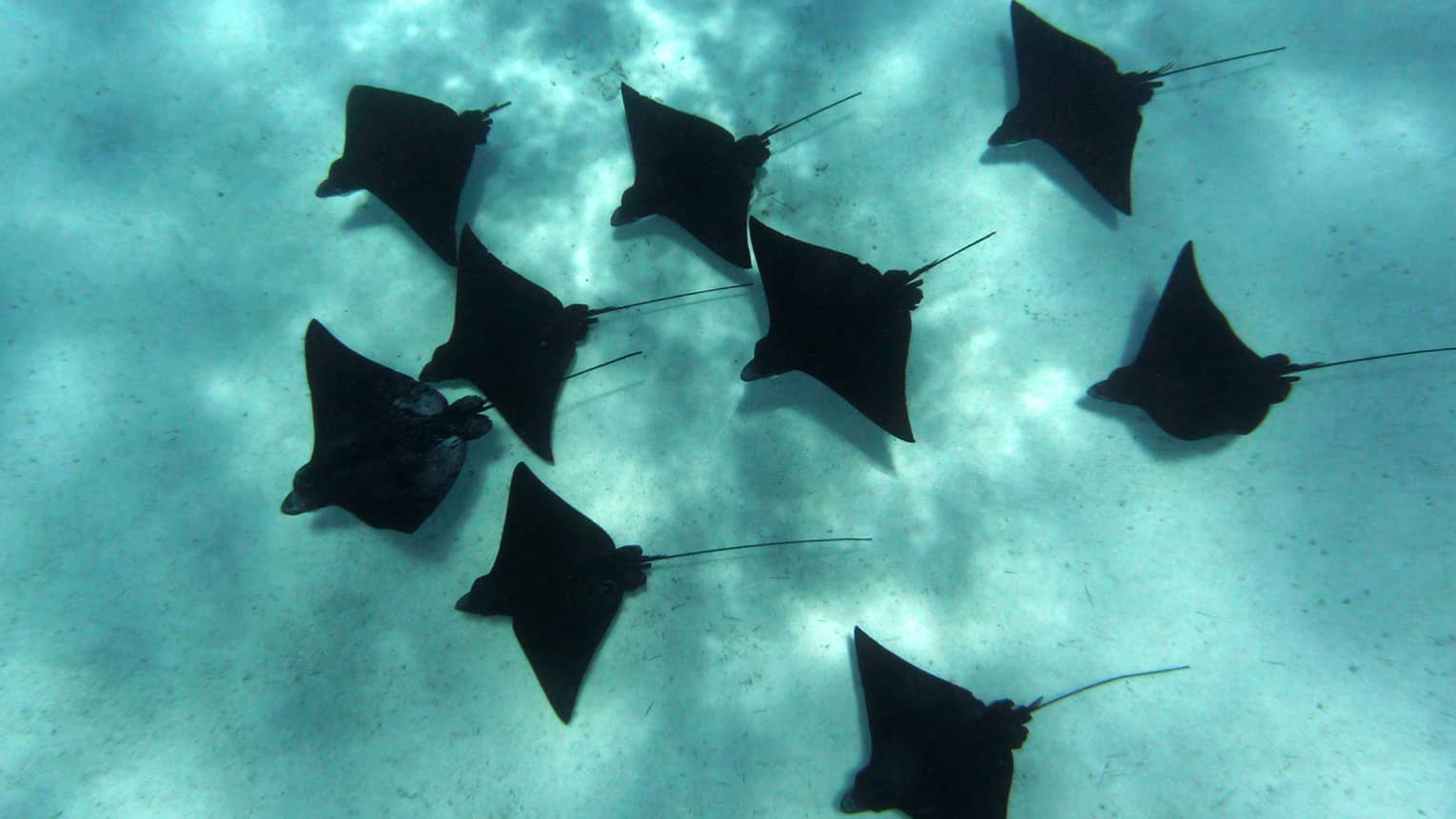 School of rays swim in formation close to the sea floor