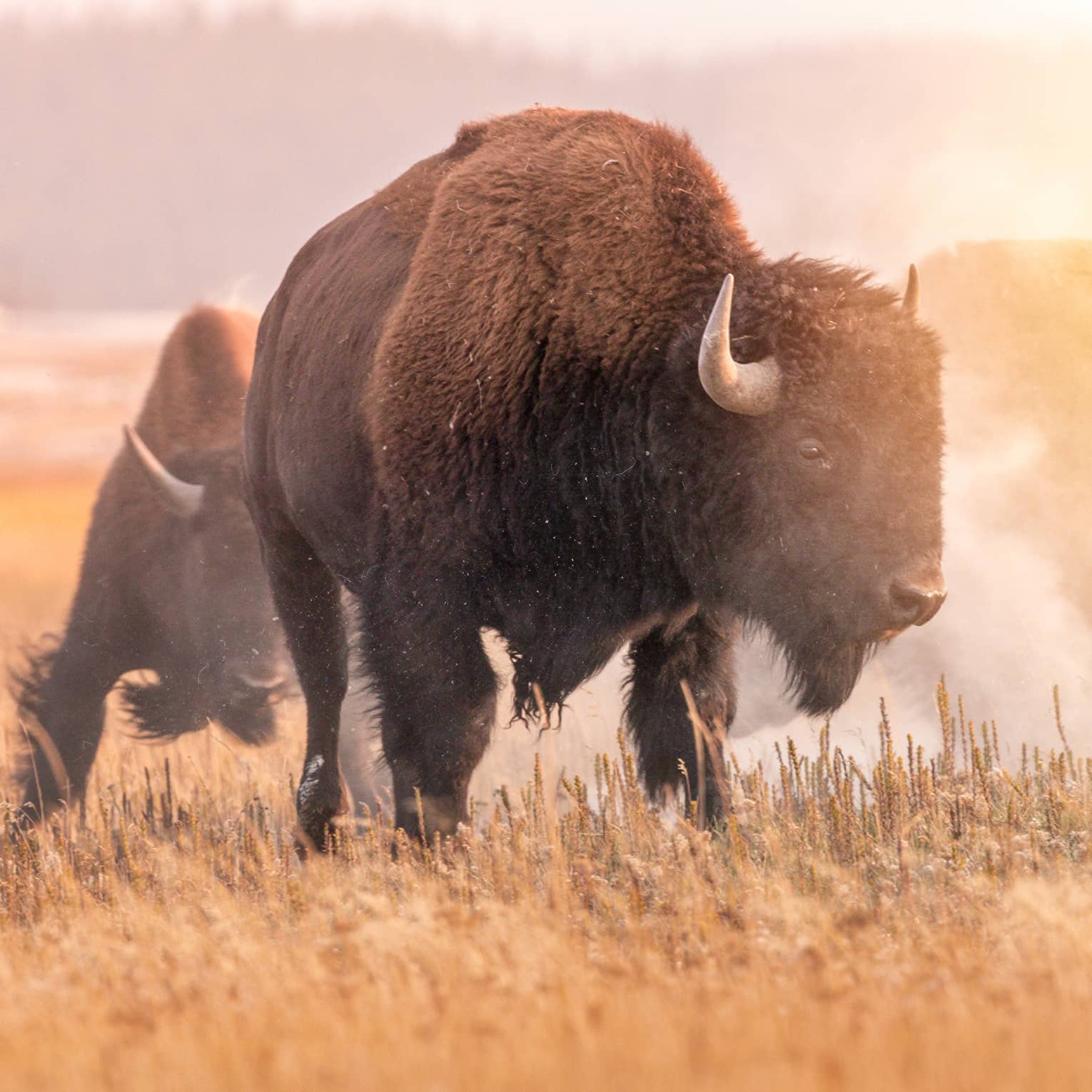 Two bison walking in a field.