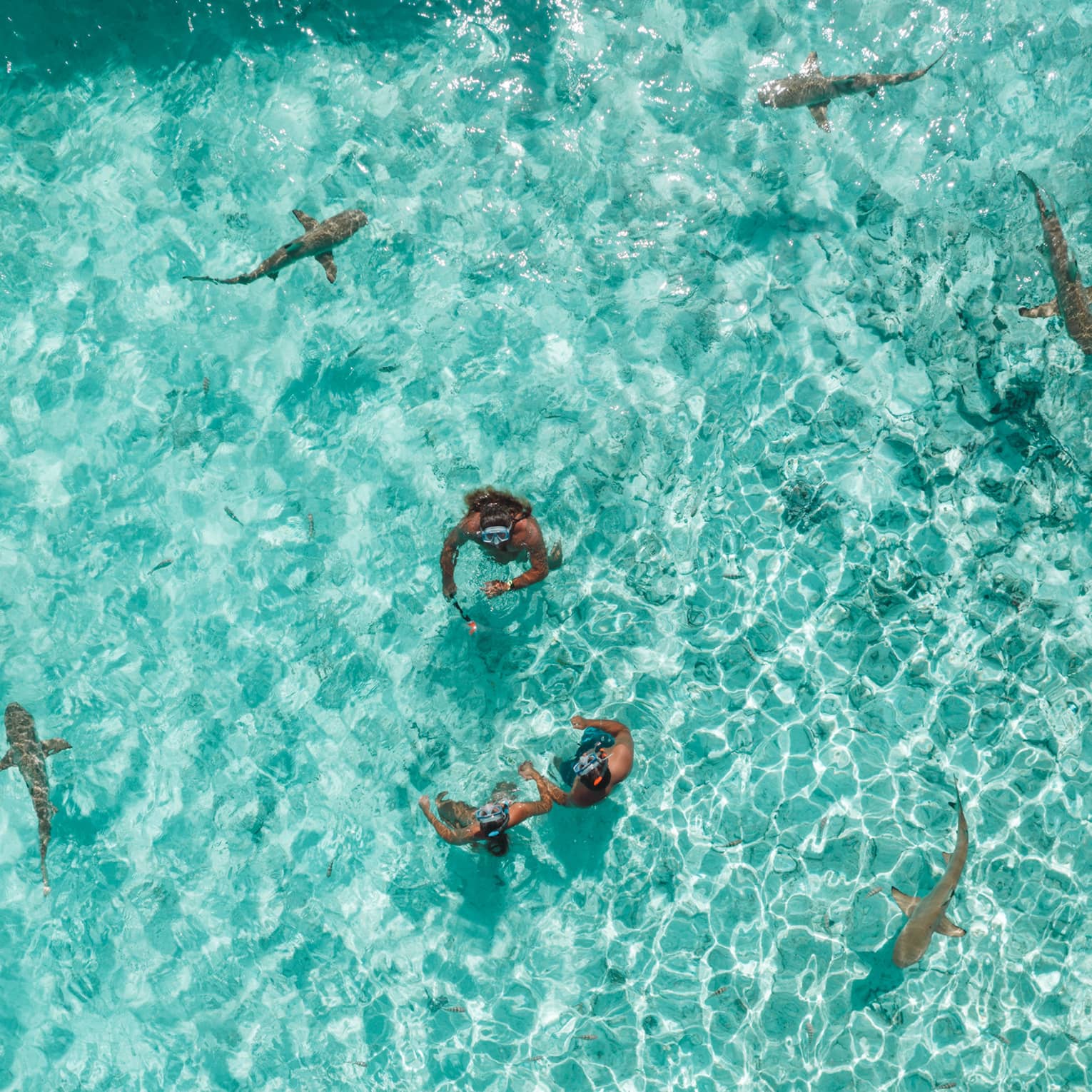Two people stand in crystal-clear turquoise water surrounded by black-tip reef sharks