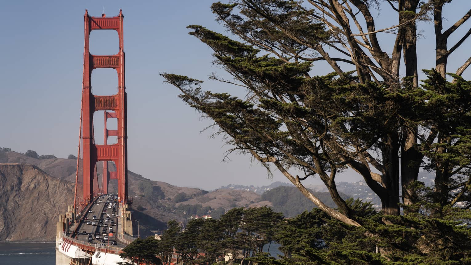 The vivid red towers of Golden Gate Bridge against a blue sky and rolling hills with a giant cypress tree in the foreground.