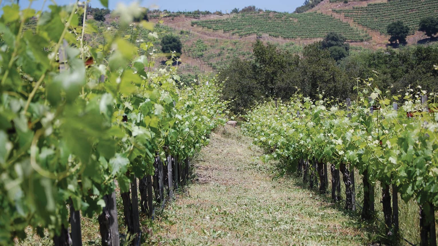 Rows of vineyard in field at Mabilu Coast California winery