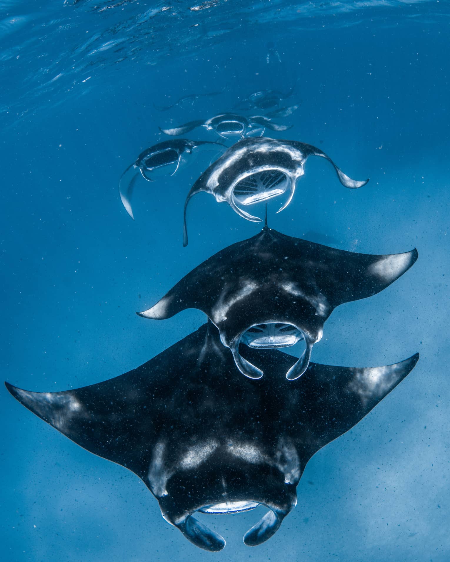 Front view of a squadron of manta rays swimming one after the other, all with mouths open, through sunlight-streaked water.