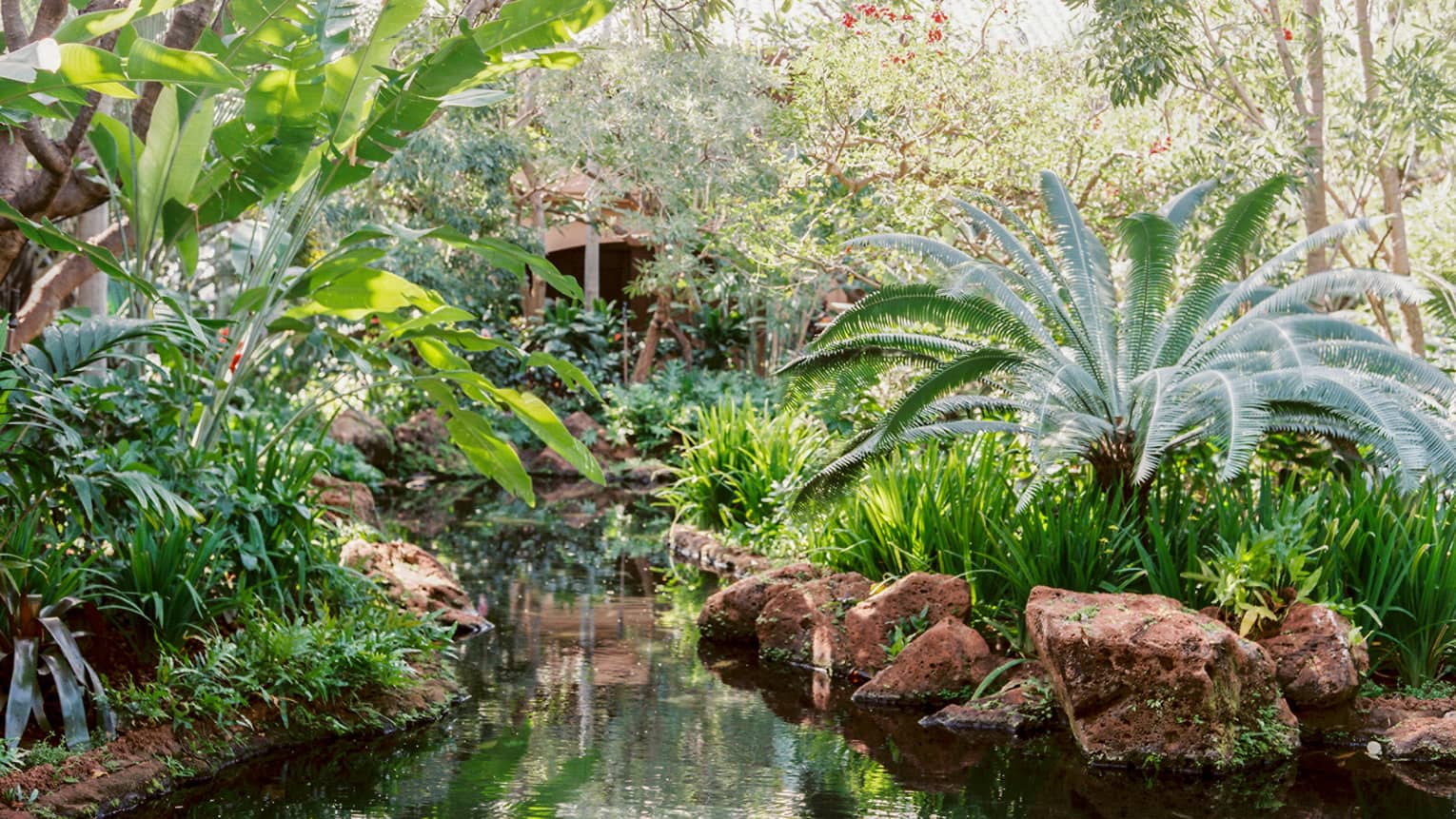 Tropical plants and rocks over garden pond