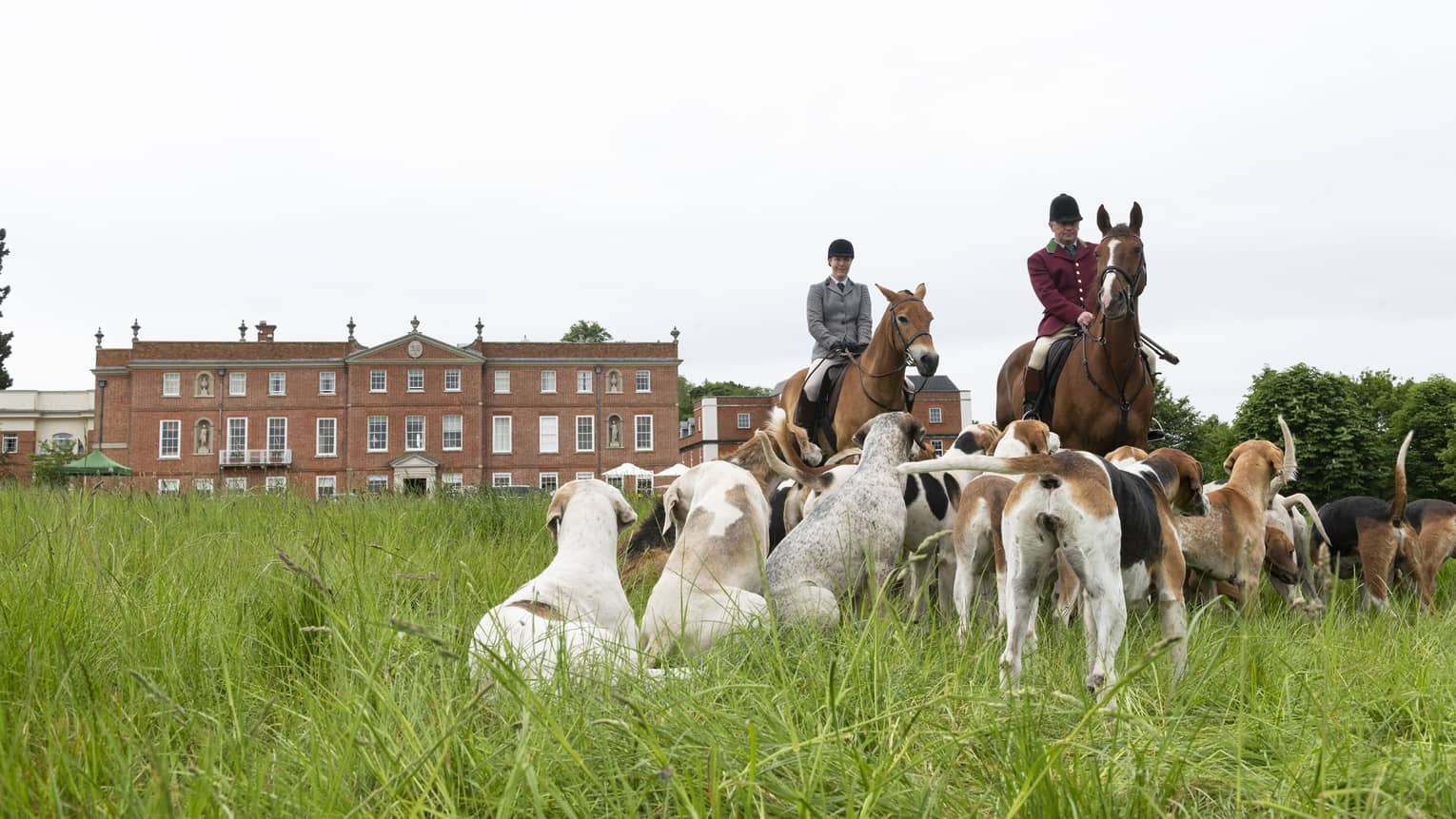 Two people in riding gear on horseback surrounded by pack of dogs in meadow with stately building in background