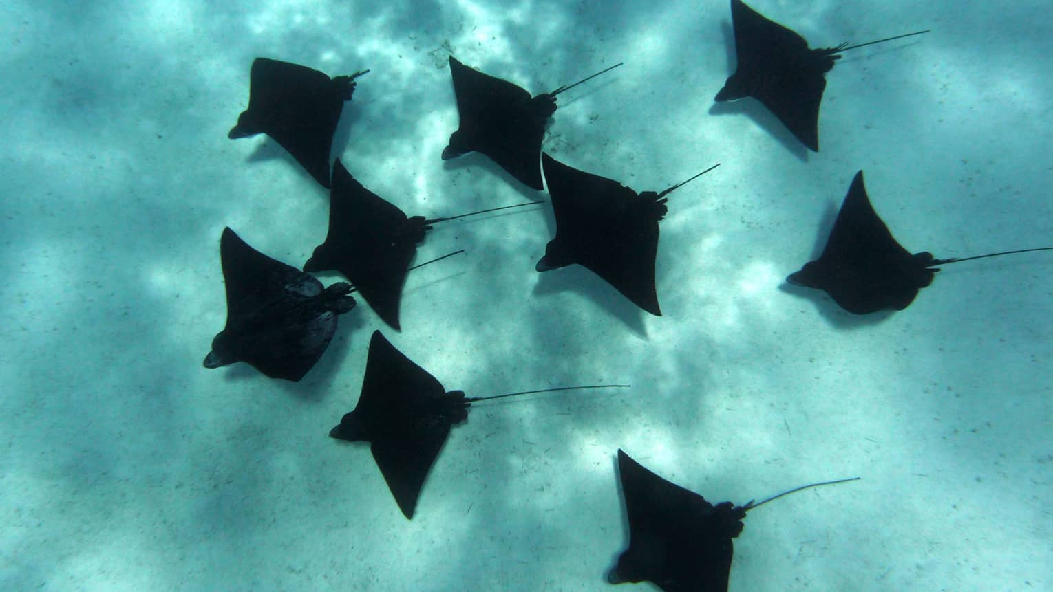 School of rays swim in formation close to the sea floor