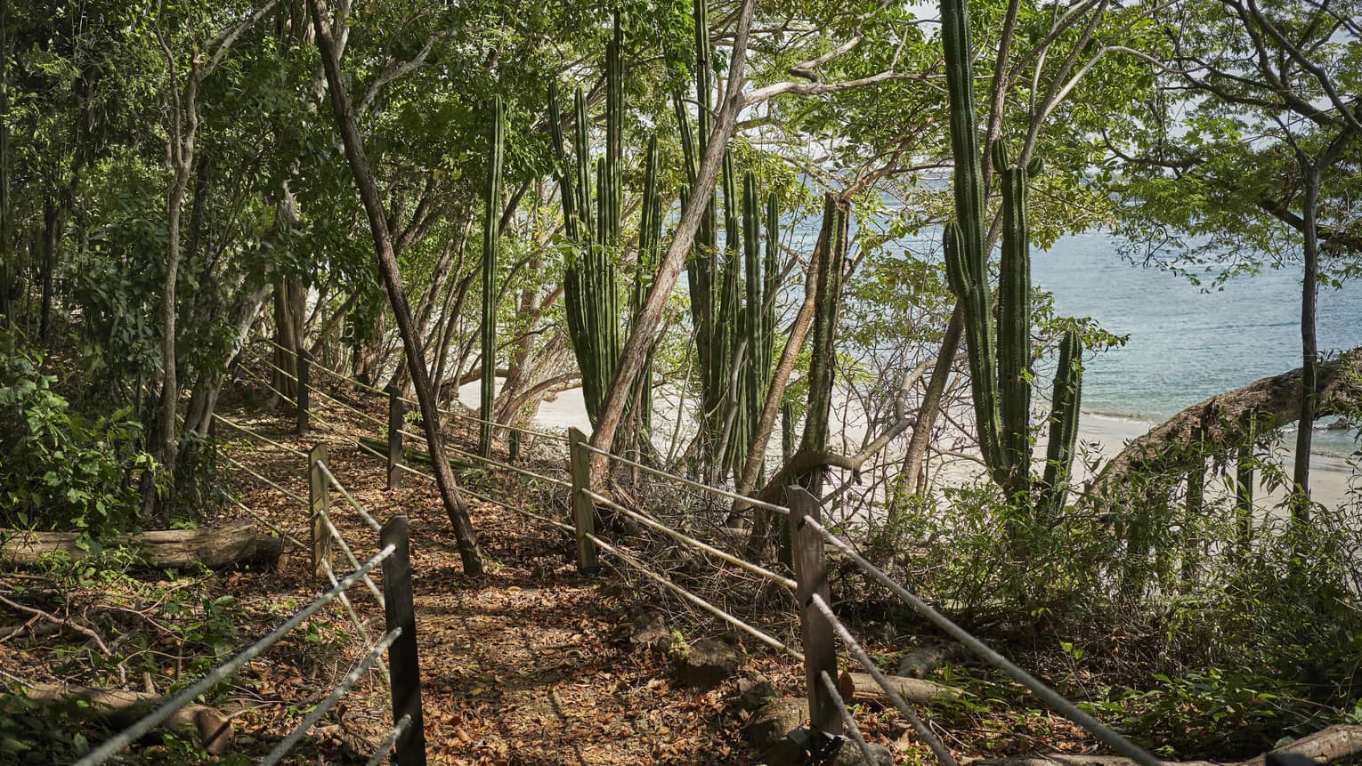 A wooded walking path with rails on either side leads out into the jungle with the beach in the background