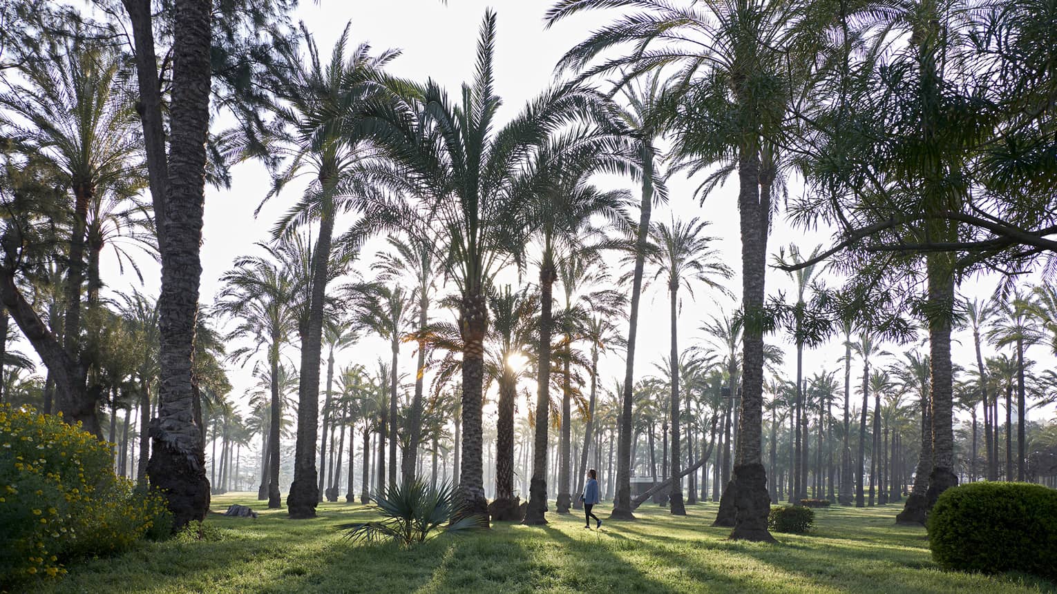 Numerous palm trees growing up from lush green lawn