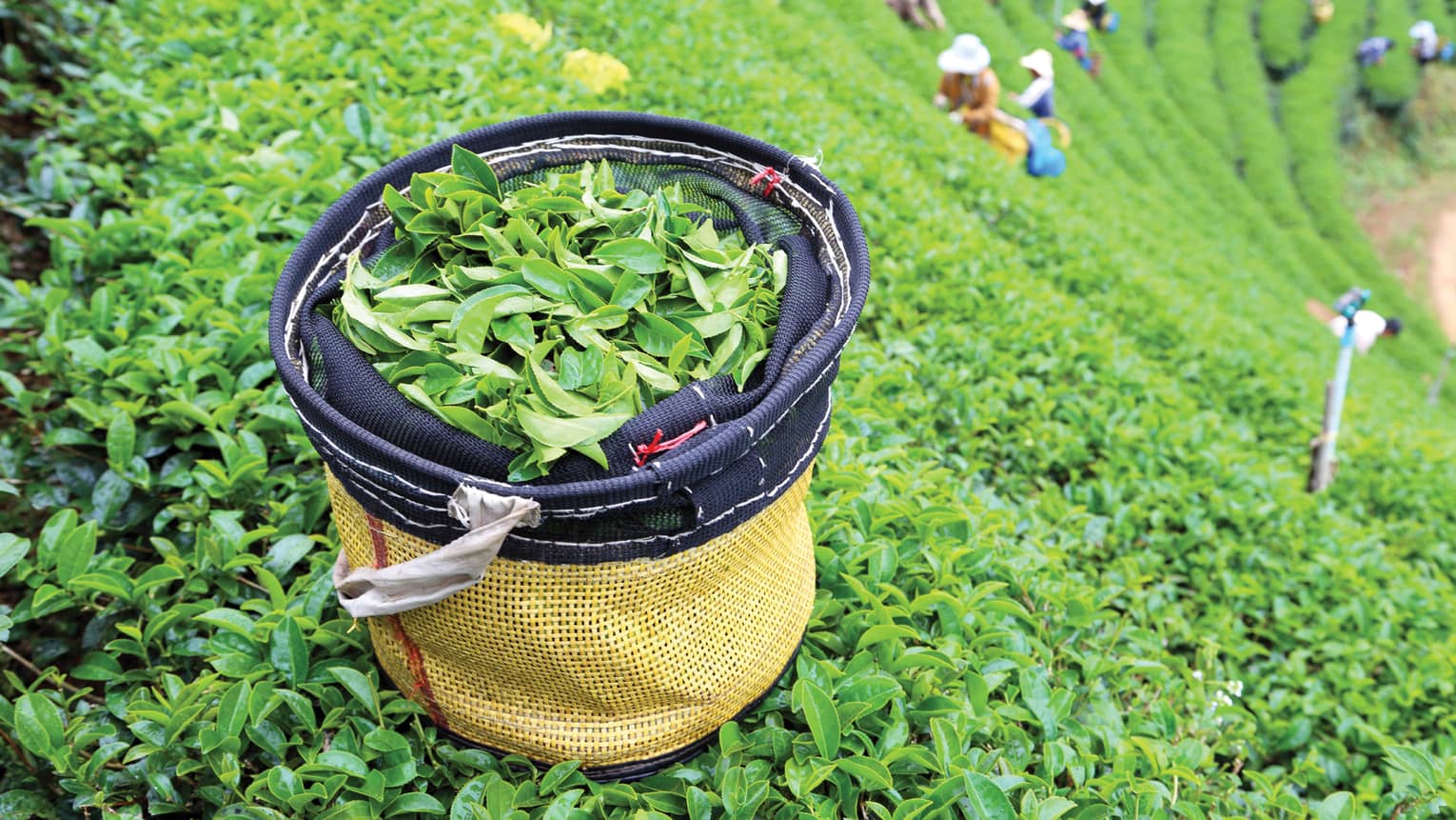 A basket filled with freshly picked tea leaves sits in a lush green tea plantation, with workers picking leaves in the background, creating a vibrant and lively scene.
