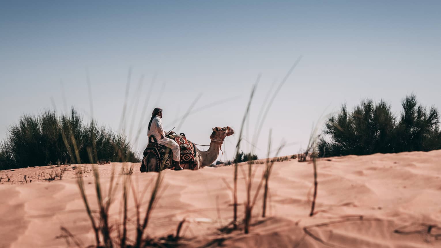Bug's view of a person in the desert, riding a camel draped with geometric patterned blanket, framed by large spiky bushes.