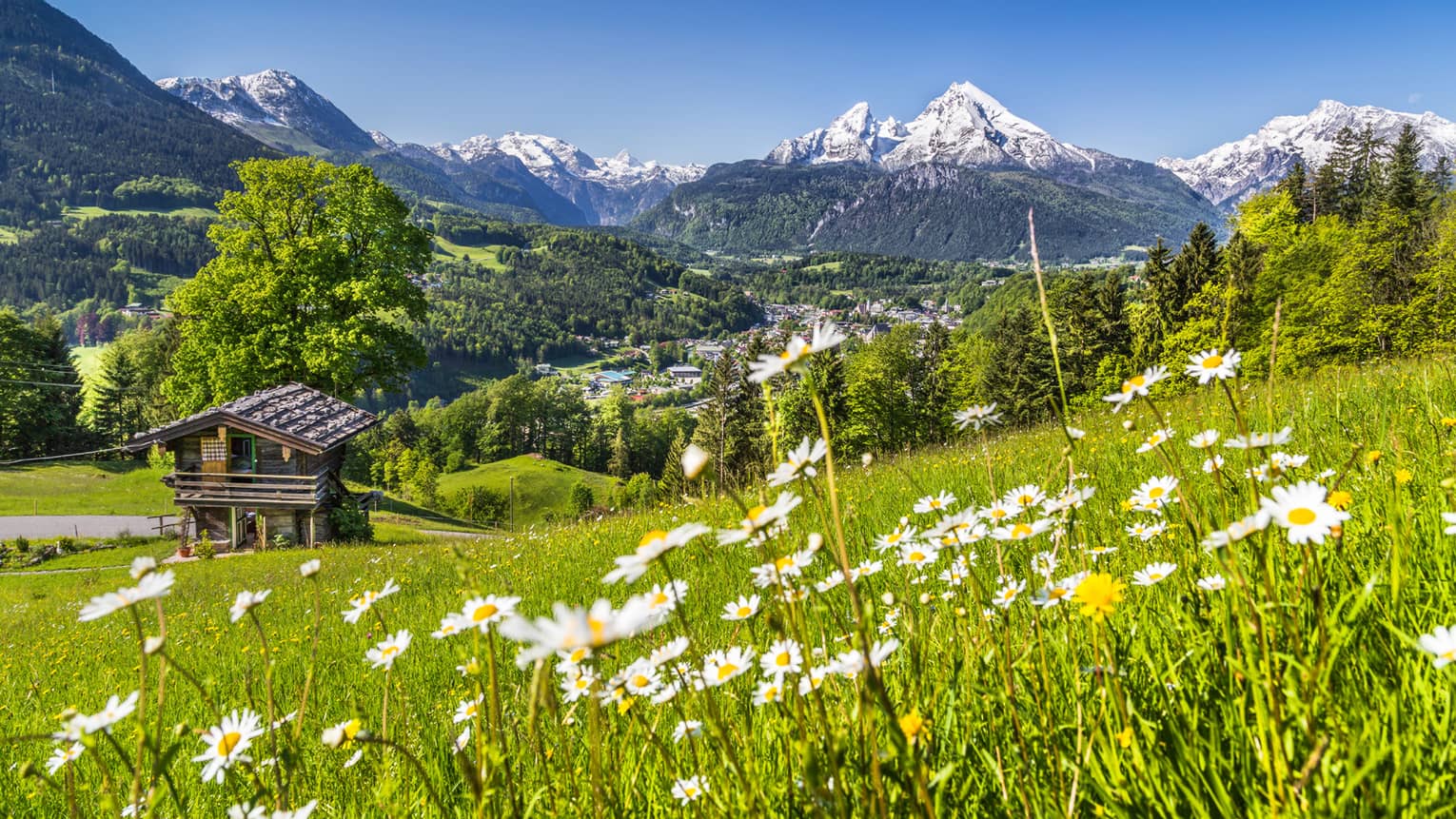 Field of wildflowers