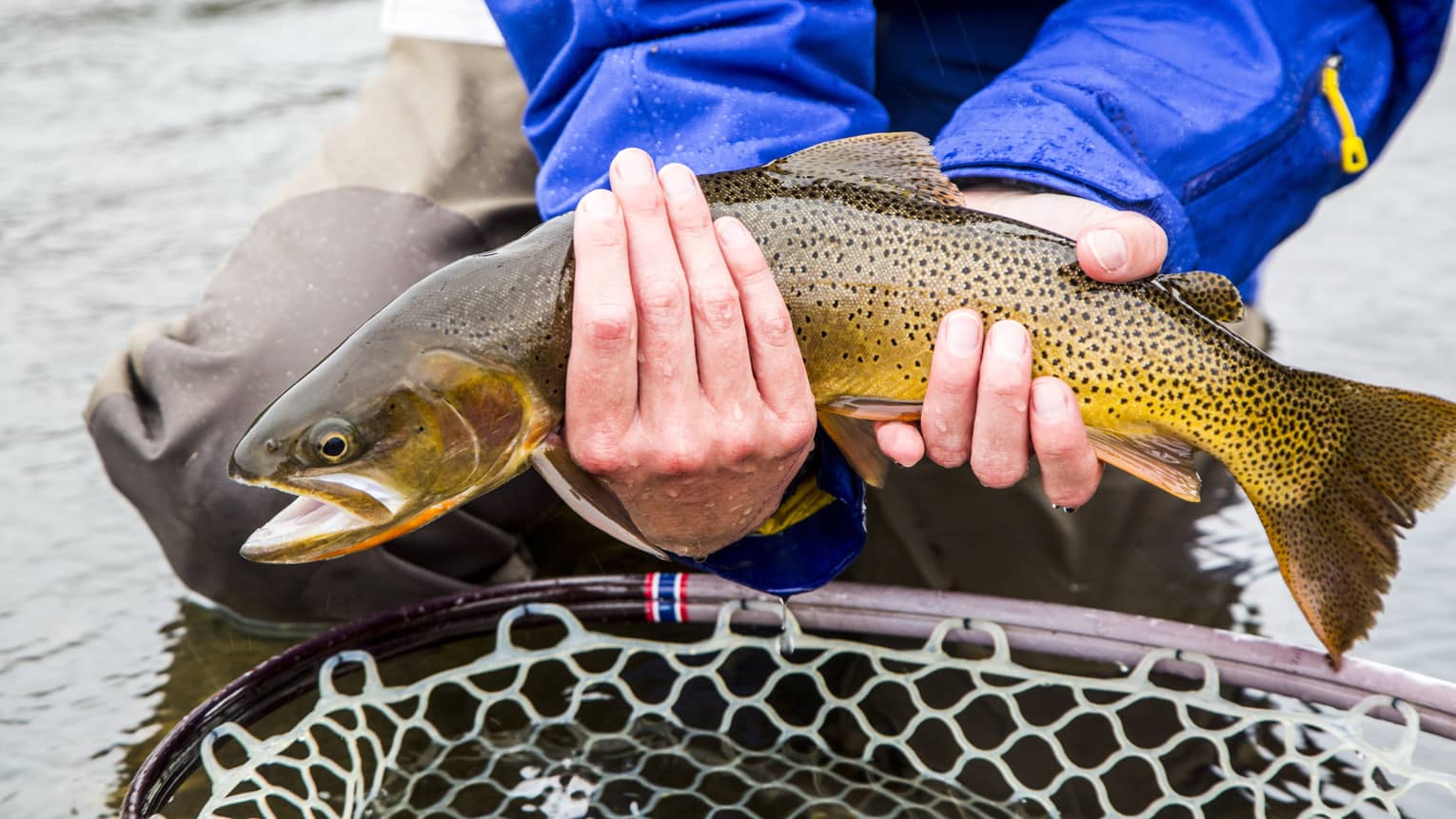 A man in a blue jacket holds a freshly caught fish above a net