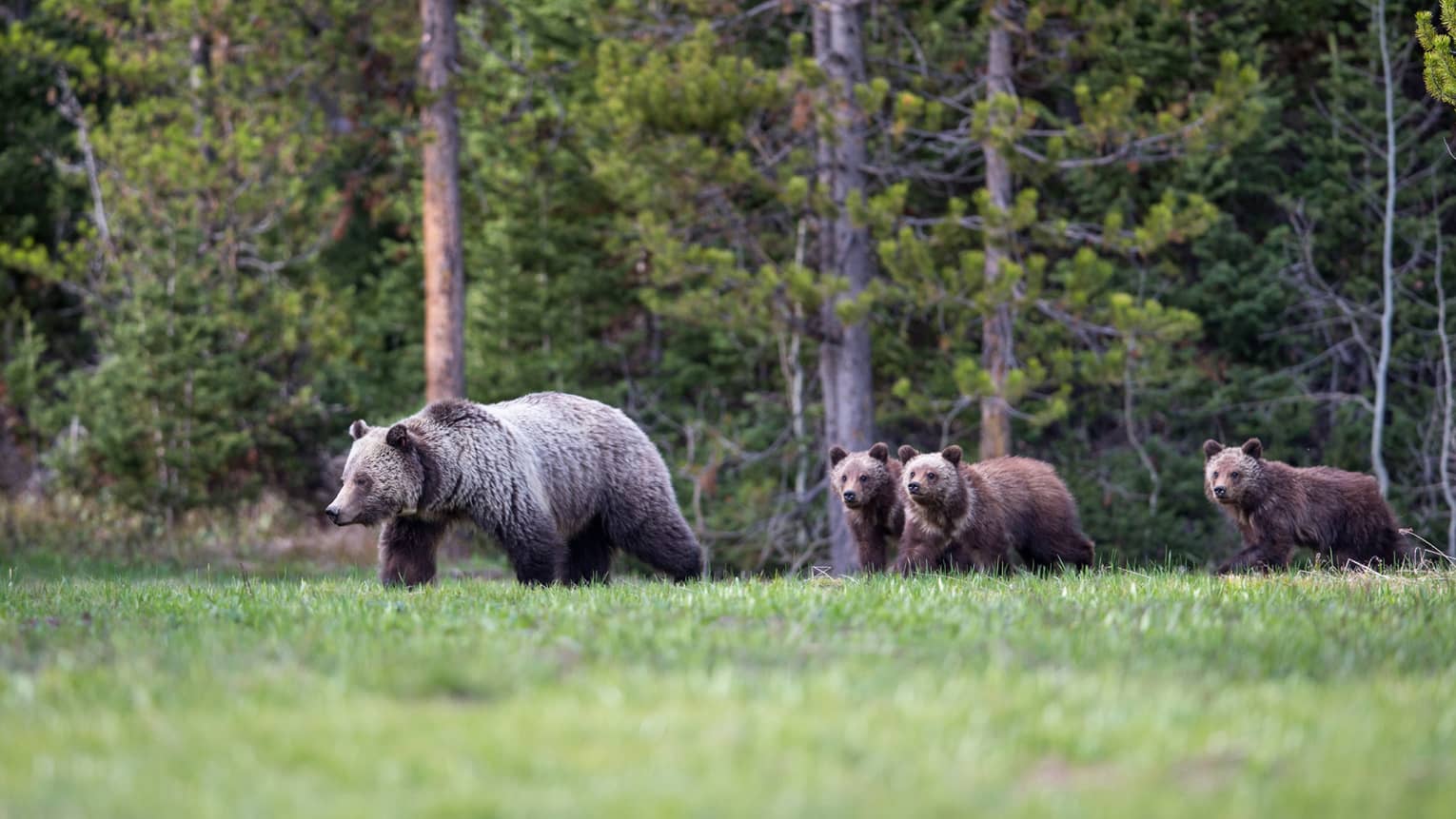 A mother grizzly bear and her three cubs emerge from the treeline of a forest to walk across a grassy clearing.