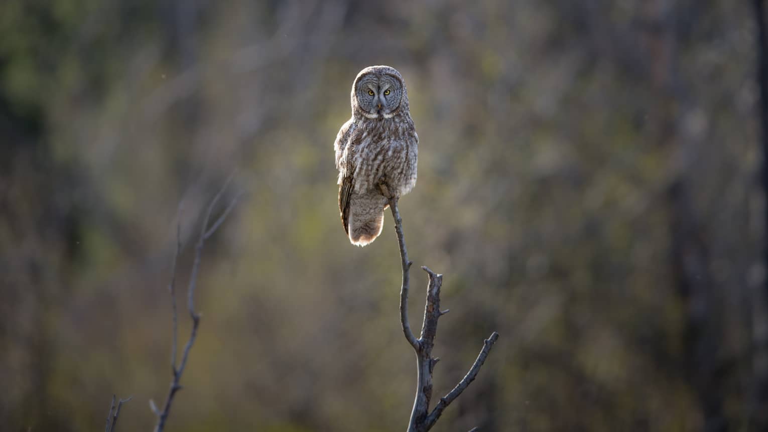 An owl standing on a tree branch.