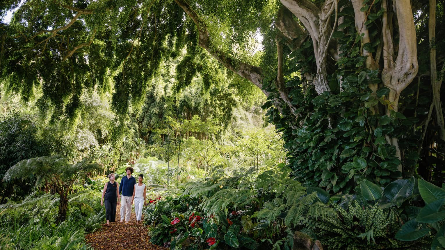 Three people walk in a tropical forest
