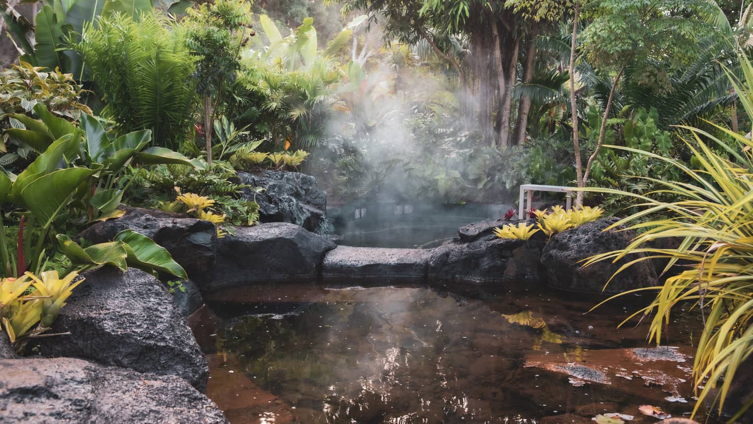 A hot spring surrounded by plants.