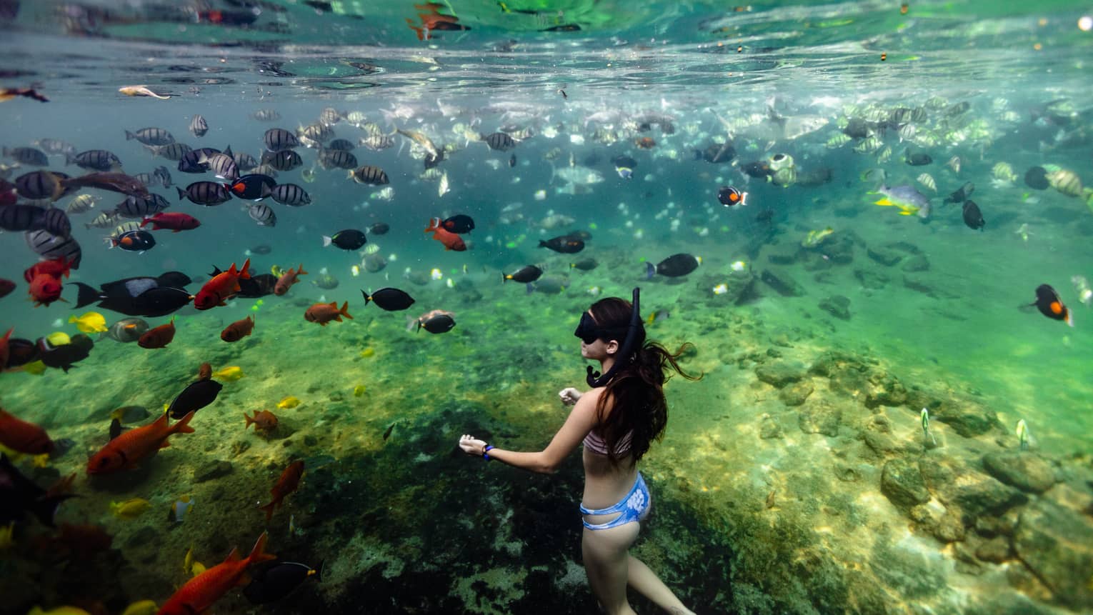 A woman snorkels with a school of fish
