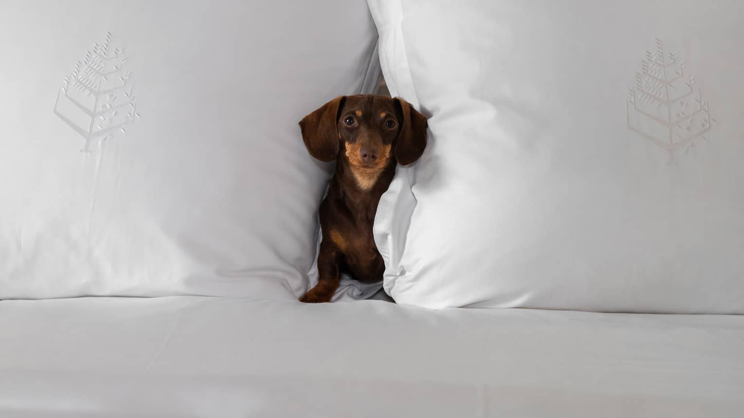 Small brown dachshund nestled between two large white pillows on a bed at the pet-friendly hotel